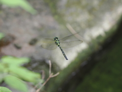 Polycanthagyna erythromelas