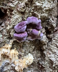 Chondrostereum purpureum