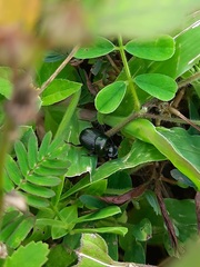 Onthophagini