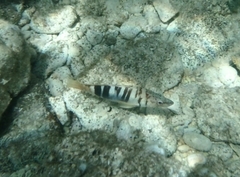 Serranus scriba