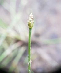 Eleocharis acicularis