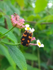 Clinteria klugi