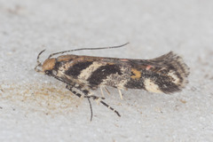 Aristotelia roseosuffusella