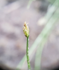 Eleocharis acicularis
