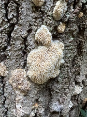 Radulomyces