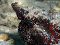 Ogcocephalus cubifrons