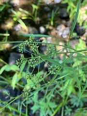 Cicuta bulbifera