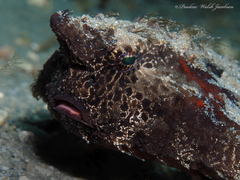 Ogcocephalus cubifrons