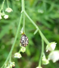 Zygogramma bicolorata