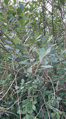 Salix cinerea