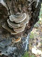 Trametes cubensis