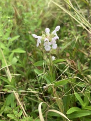 Teucrium
