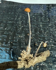 Rhizomarasmius