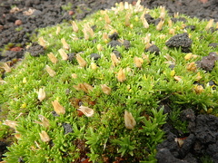 Cherleria arctica