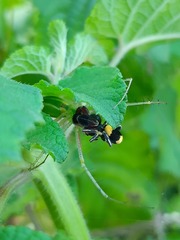 Stegodyphus tibialis