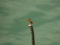 Brachythemis contaminata