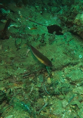 Austrolabrus maculatus