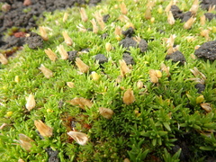 Cherleria arctica