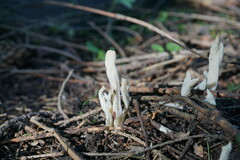 Clavaria