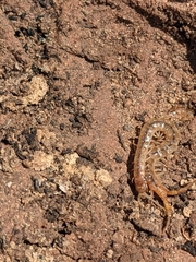 Arthrorhabdus pygmaeus