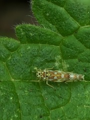 Eupteryx