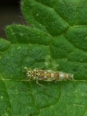 Eupteryx