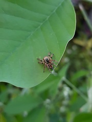 Carrhotus