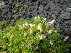 Cherleria arctica