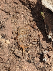 Arthrorhabdus pygmaeus