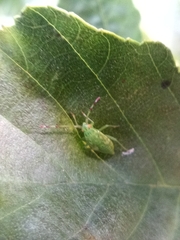 Pantilius tunicatus