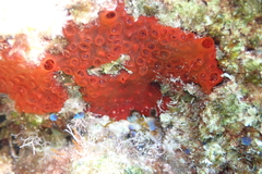 Phorbas fictitius