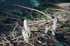 Clavaria