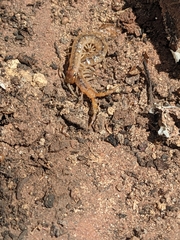 Arthrorhabdus pygmaeus