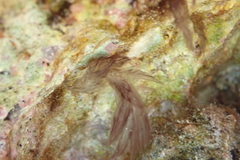 Rhodophyta