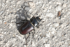 Lucanus cervus