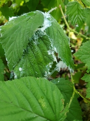 Prociphilus tessellatus