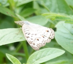 Junonia atlites