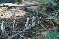 Clavaria