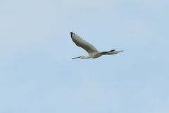 Platalea leucorodia