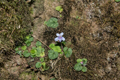 Viola formosana