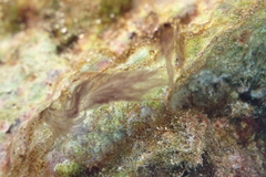 Rhodophyta