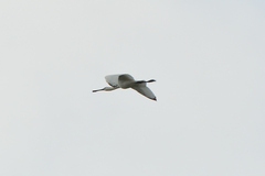 Platalea leucorodia