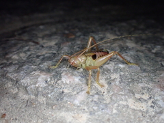 Ocellarnaca