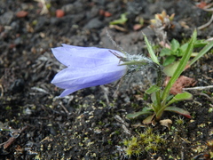 Campanula lasiocarpa