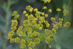 Bupleurum aureum