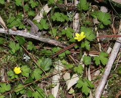 Ranunculus taisanensis