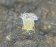 Ascobolus aglaosporus