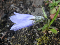 Campanula lasiocarpa