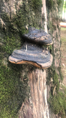 Phellinus igniarius