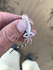 Phrynocephalus guttatus